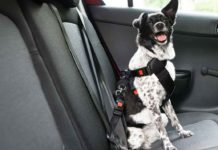 Considering a Car Seat Belt for Your Dog