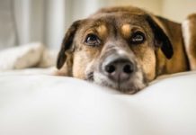 CBD Oil for Dogs: An Effective, Natural Solution for Dog Anxiety