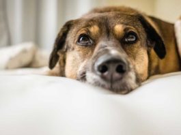 CBD Oil for Dogs: An Effective, Natural Solution for Dog Anxiety