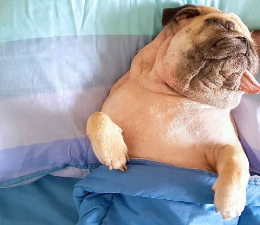 Care for Dog Vomiting and Diarrhea