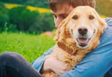 How Your Anxious Dog Can Benefit from CBD Oil