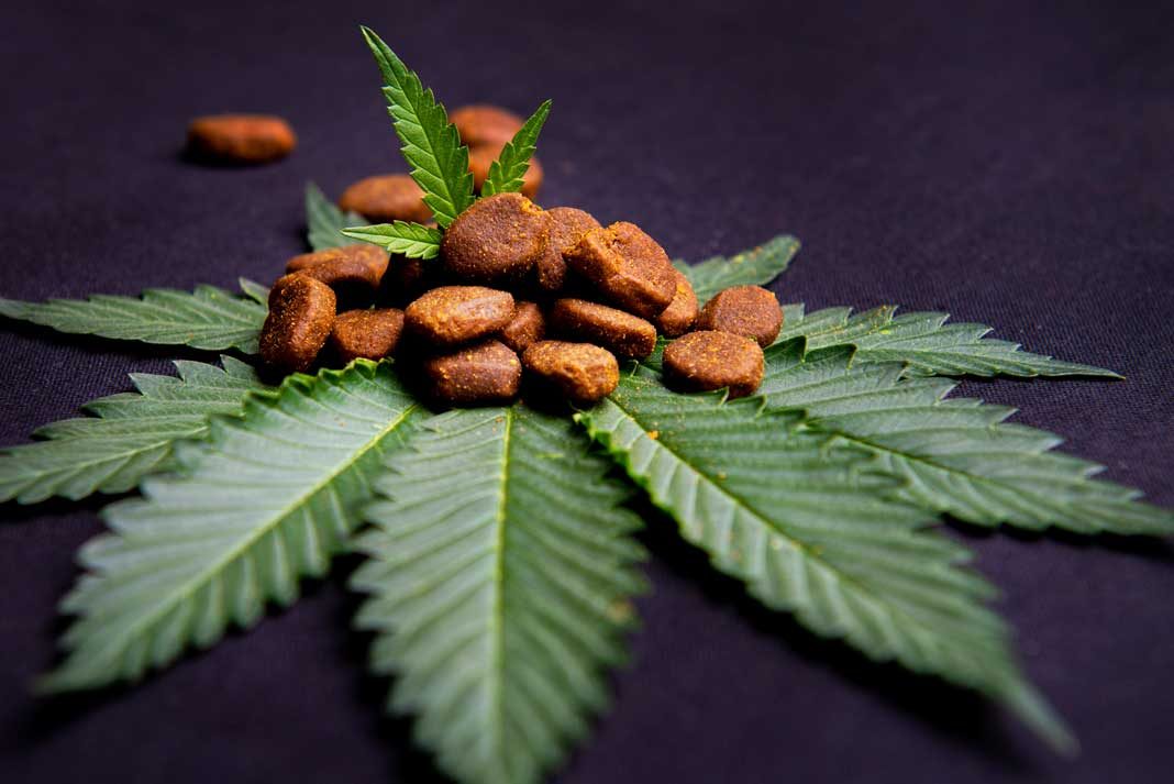4 Ways in Which CBD Oil Can Help Your Aging Dog