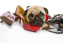 5 Steps to Stop Destructive Chewing in Your Dog