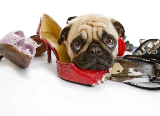 5 Steps to Stop Destructive Chewing in Your Dog