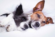 Dog Anxiety: 3 Natural Remedies That Provide Relief