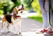 How to Control Your Dog During Walks