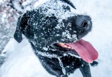 Winter Tips for Outdoor Dogs